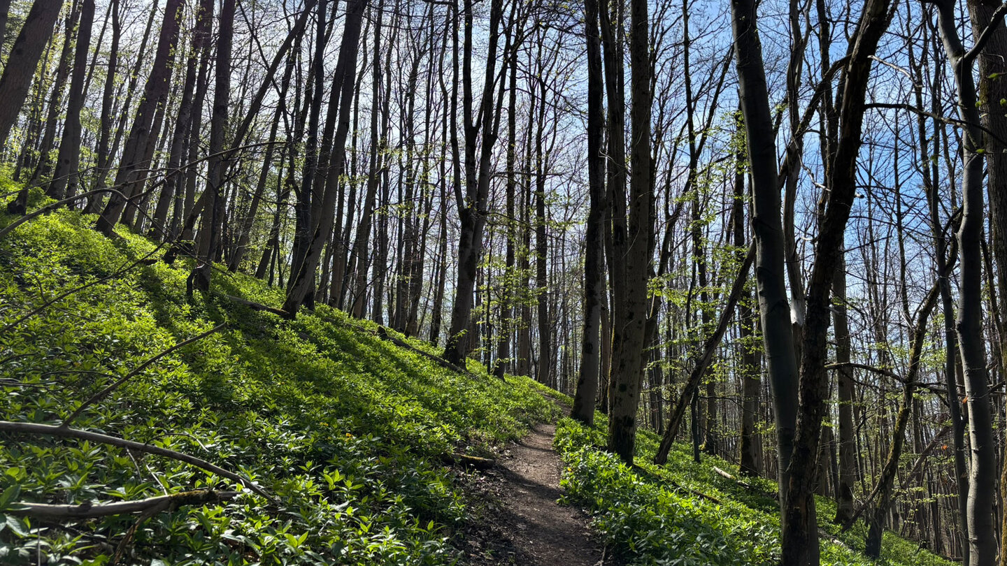 Ein schmaler Pfad führt entlang am Simmelsberg Pfad am Simmelsberg