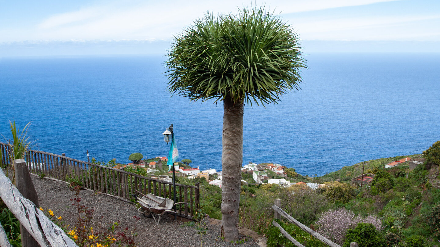 ein Drachenbaum oberhalb El Tablados auf La Palma mit dem Atlantik im Hintergrund
