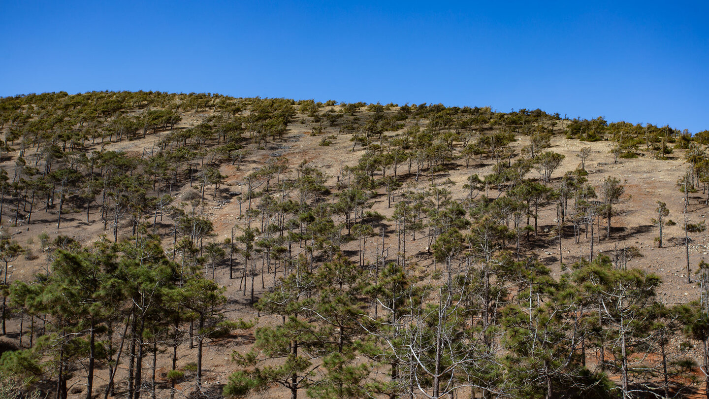 Wanderung durch den Kiefernwald bei El Pinar