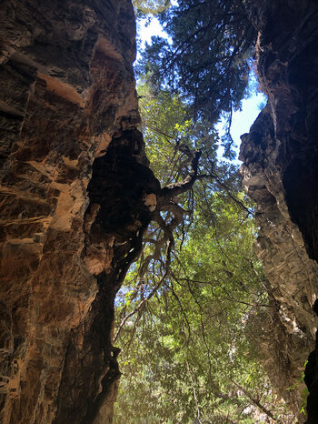 eine Baumwurzel klammert sich an die steile Wand der Imbros-Schlucht