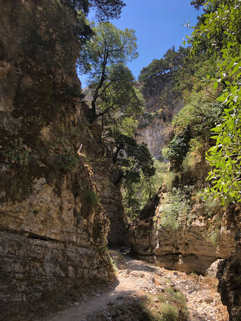 grüne Vegetation am Wanderweg in der Imbros-Schlucht