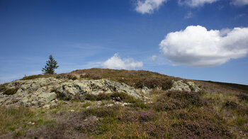 Felsformationen zwischen Heidekraut auf der kargen Bergkuppe des Belchen