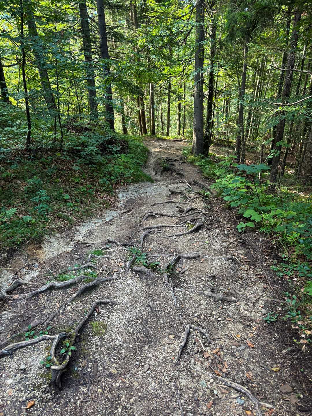 Wanderpfad in den Wald