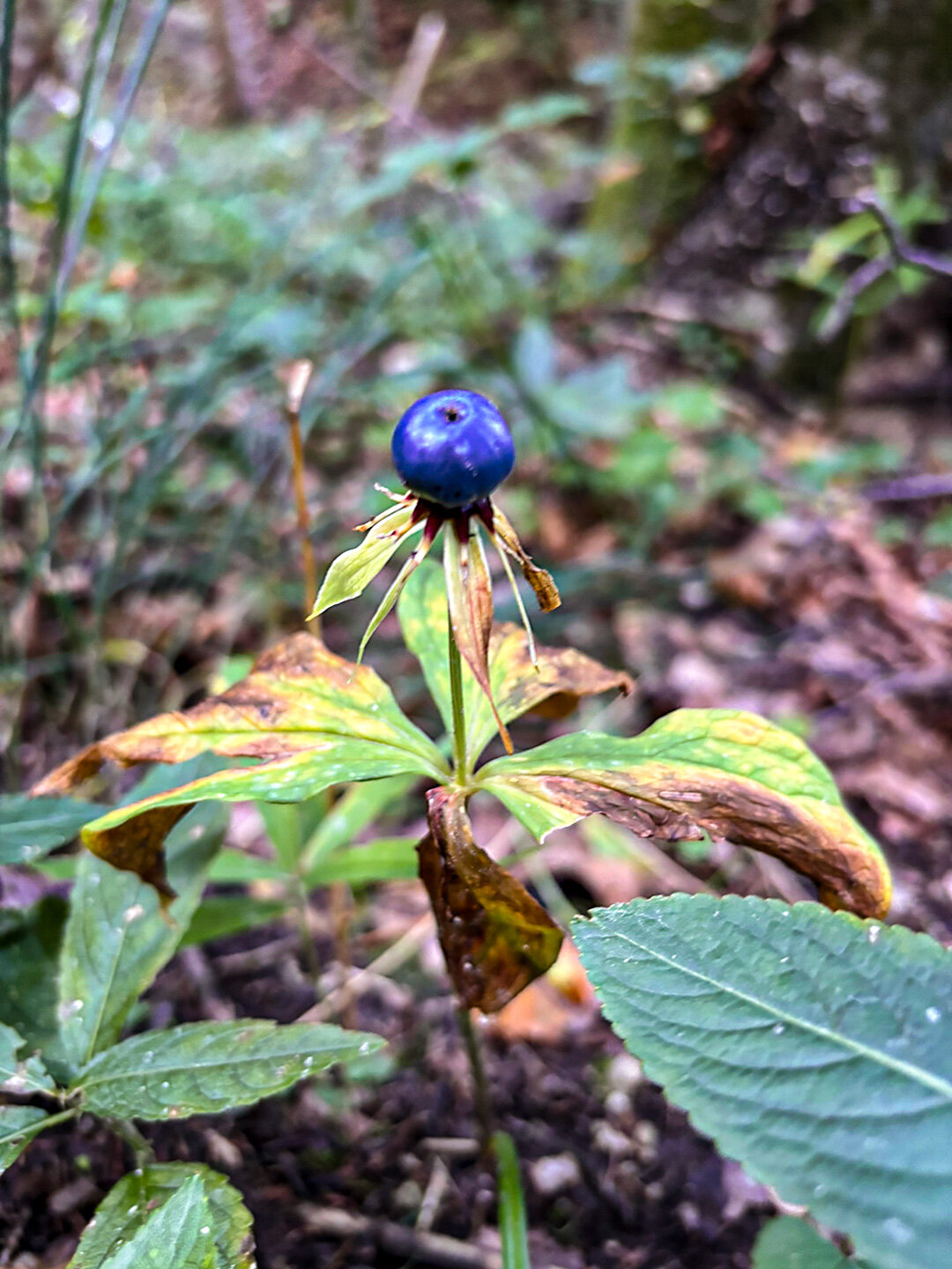 Vierblättrige Einbeere am Wegesrand