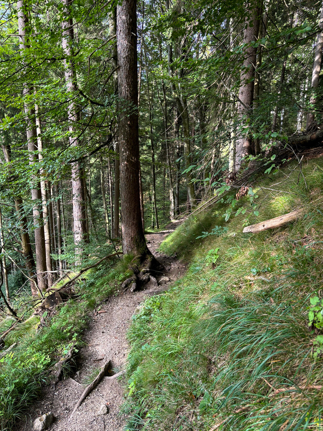 Wanderpfad zum Elfenhain oberhalb der Kienbachklamm auf dem Stadtberg Kufstein