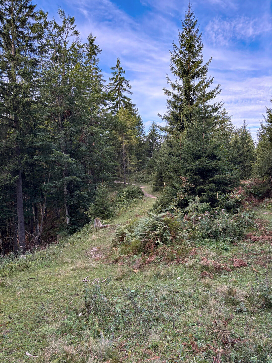 Wanderweg hinter dem Weinbergerhaus im Kaisergebirge