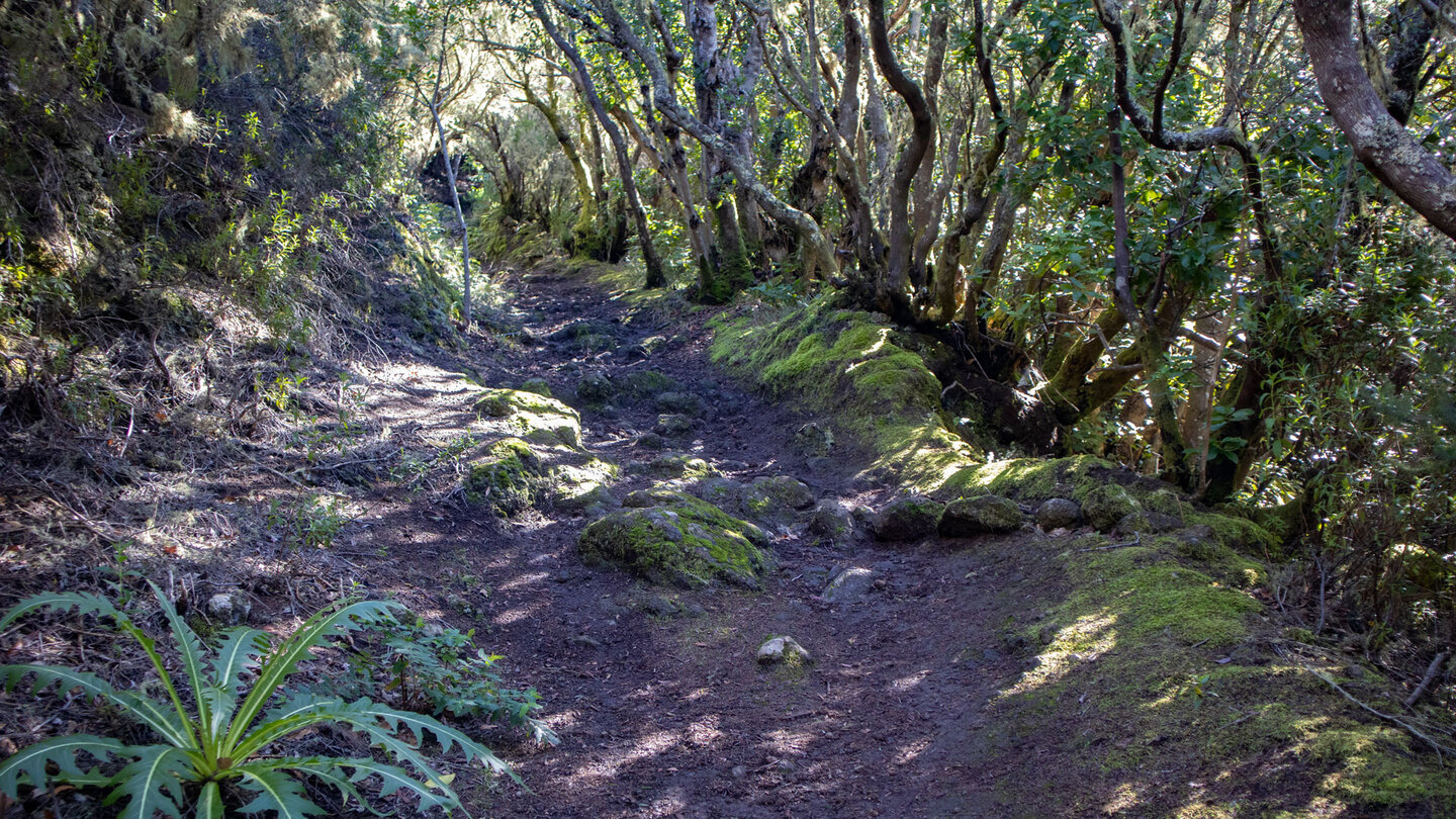 Wanderweg PR-TF 56 auf dem Camino Real