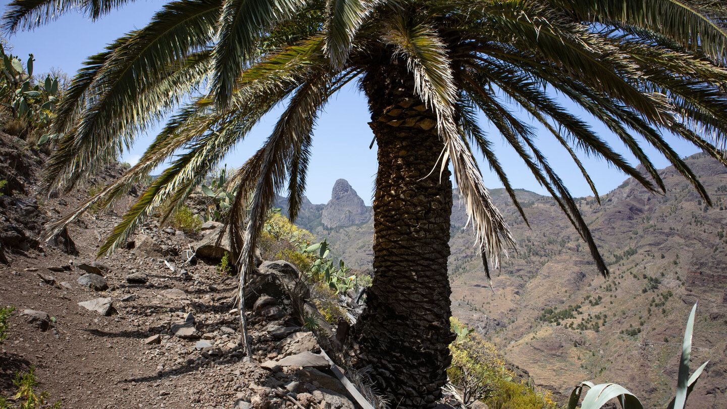 der Roque de Agando zwischen Palmwedeln