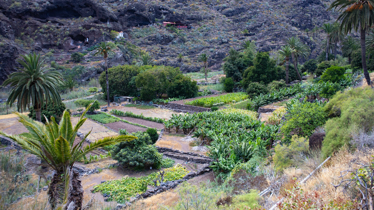 bewirtschaftete Felder und Höhlenwohnungen im Barranco de Santiago