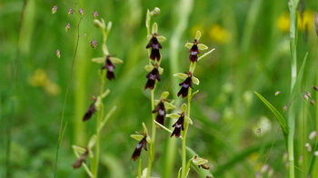 Orchideenart Fliegen-Ragwurz