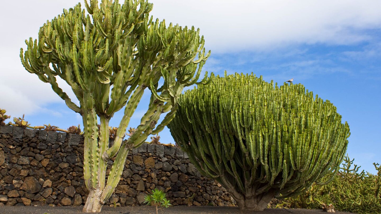 hochgewachsene Kakteen im Eingangsbereich des Jardin de Cactus auf Lanzarote