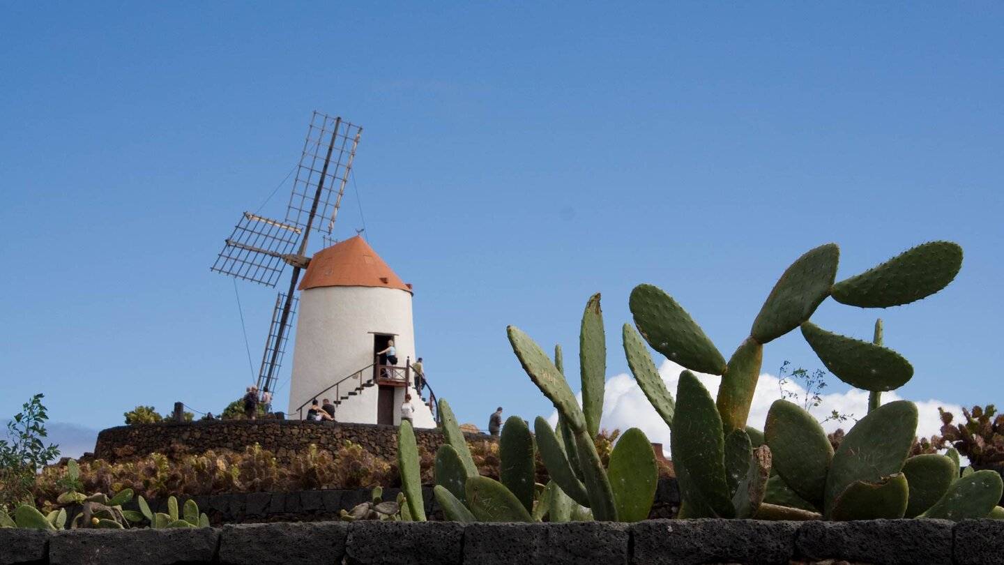 der Jardin de Cactus mit der alten Getreidemühle nahe der Ortschaft Guatiza in der Region Teguise