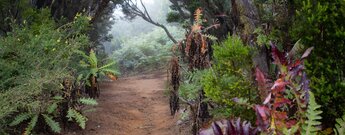 Wanderweg durch den Lorbeerwald am Cruce de Pajarito