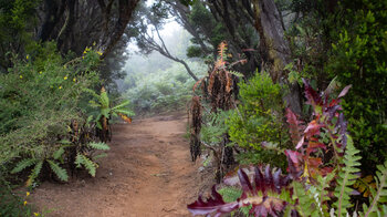 Wanderweg durch den Lorbeerwald am Cruce de Pajarito