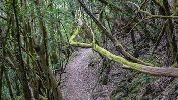 Wanderweg ins Tal El Cedro