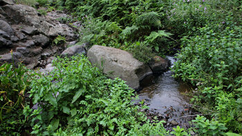 Wanderung entlang des Bachlaufs beim Campingplatz