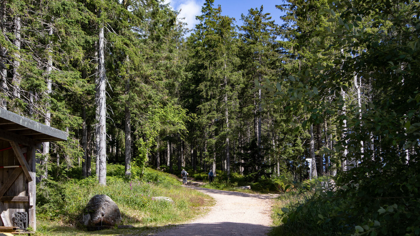 Wanderweg zwischen hohen Tannen am Seibels Eckle