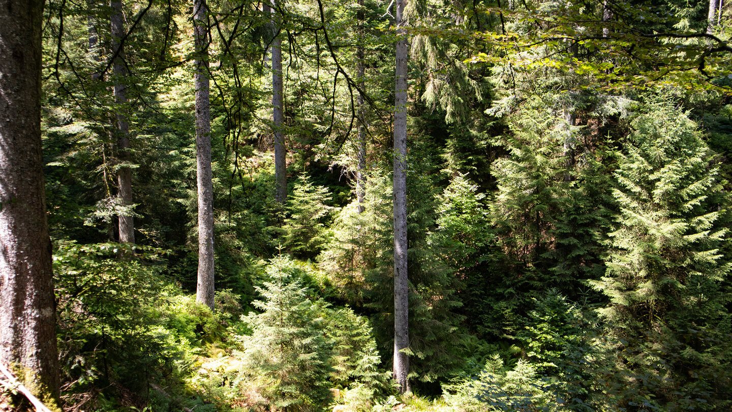 der Abstieg nach Bad Peterstal führt durch den dichten Tannenwald