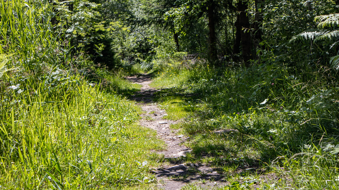 bis zum Glaswaldsee verläuft die Tour auf dem Westweg