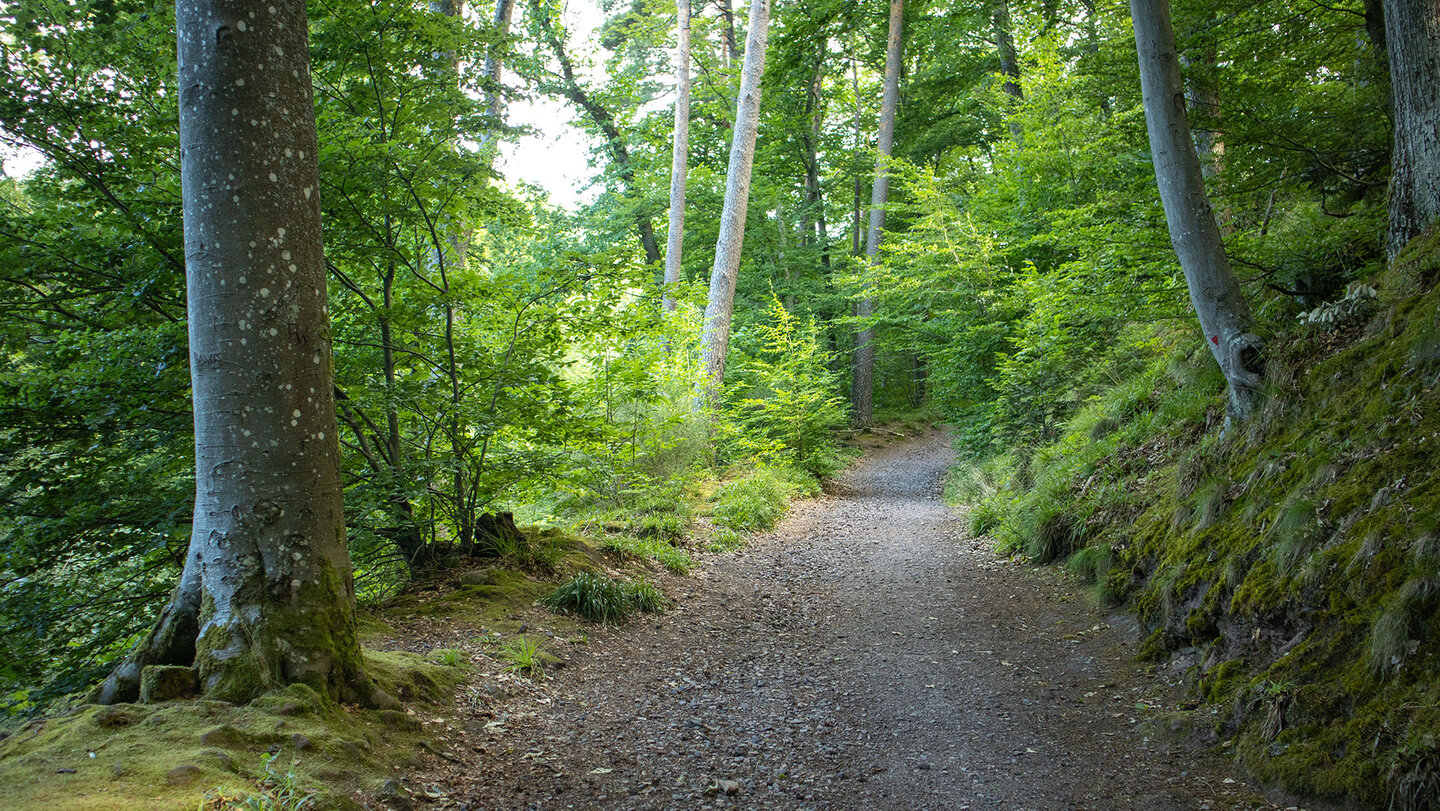 Wanderung zur Burgruine Meistersel im Pfälzerwald Wanderung zur Burgruine Meistersel im Pfälzerwald