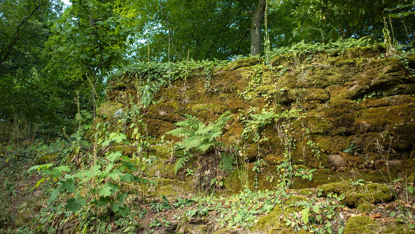 bemooste Felsen am Wanderweg zur Burg Meistersel im Wasgau bemooste Felsen am Wanderweg zur Burg Meistersel