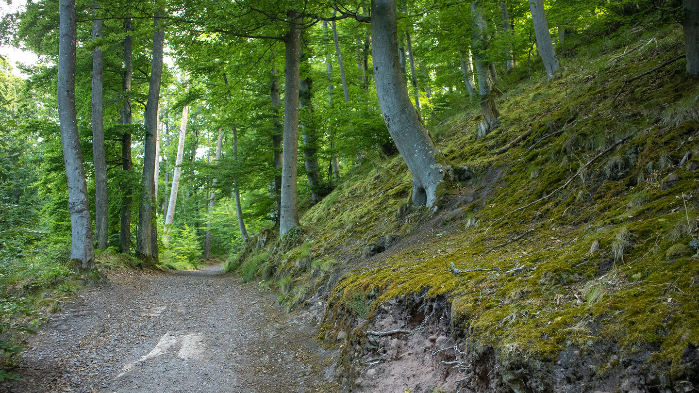 der Wanderweg führt durch einen malerischen Laubwald nahe der Burg Meistersel in der Pfalz Wanderweg durch malerischen Laubwald nahe der Burg Meistersel