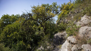 Wanderweg Ruta de los Molinos entlang des Río Turvilla