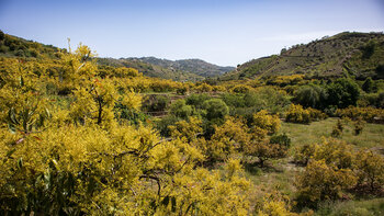 Wanderung durch Kulturlandschaft zwischen Canillas de Albaida und Árchez
