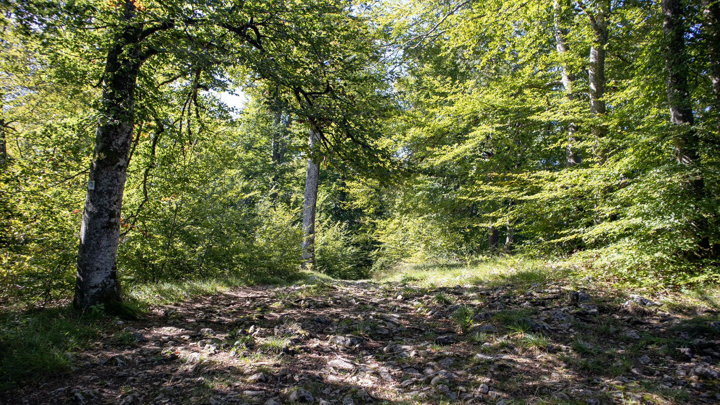 Wanderweg durch die Laubwälder im Donaubergland