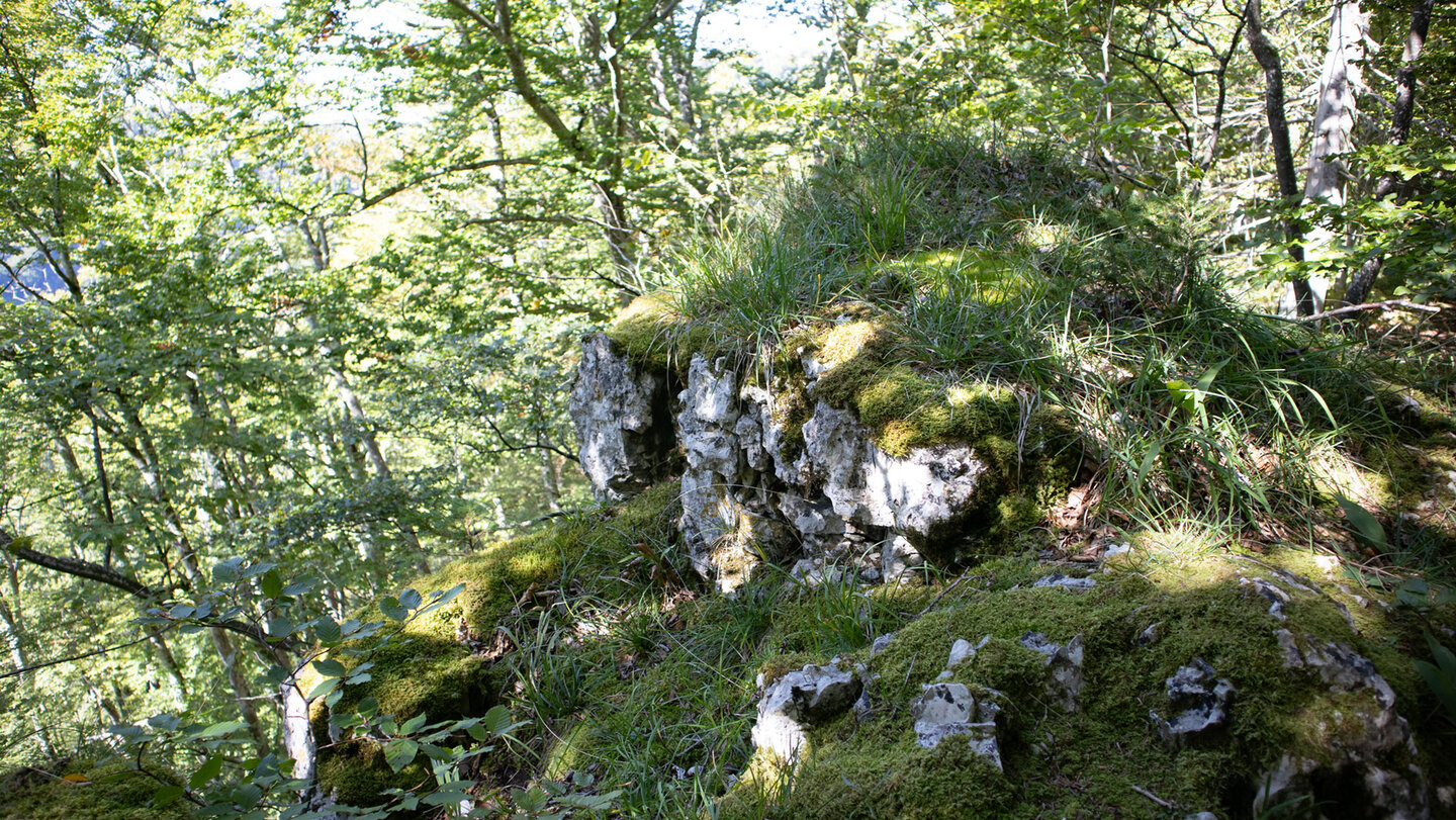 Waldfelsen im Oberen Donautal
