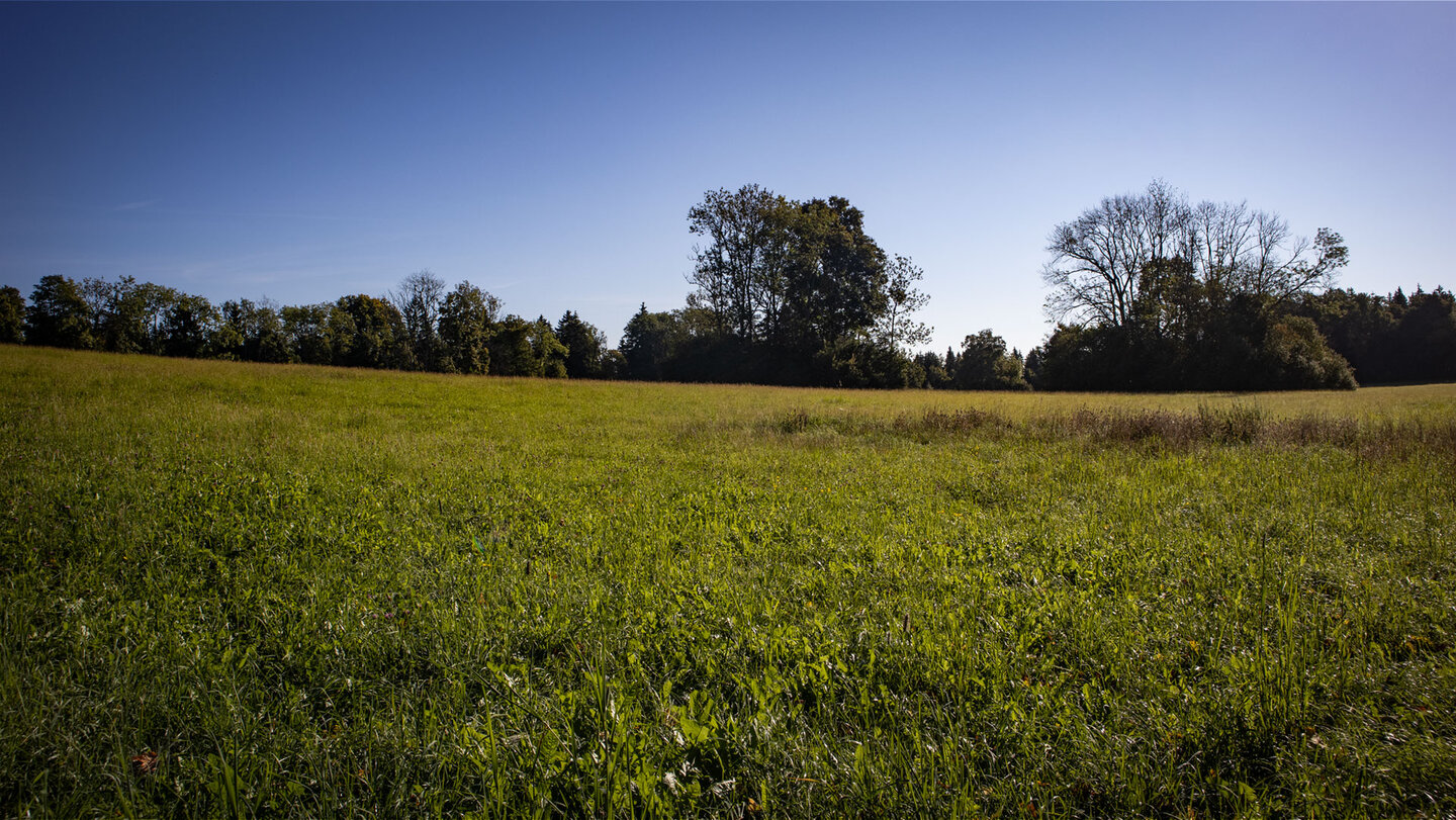 Wiesenlandschaft bei den Steighöfen