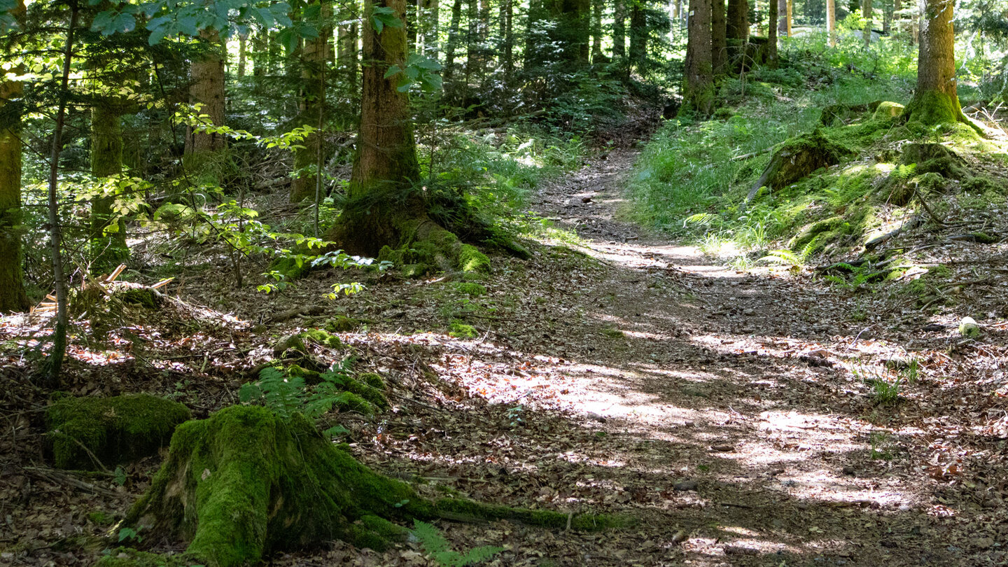 der Seensteig-Wanderweg beim Wildgehege Ellbach