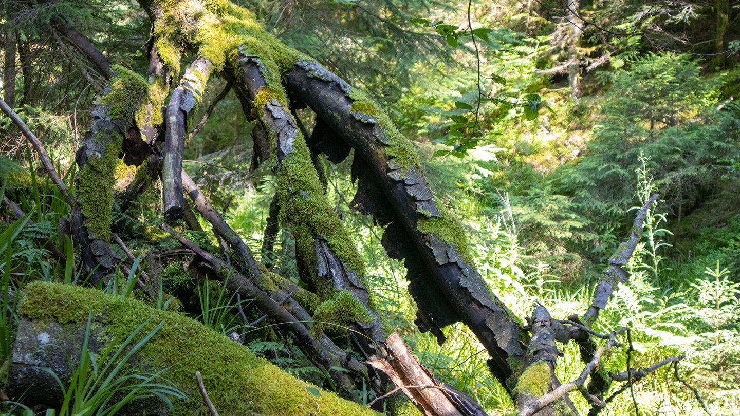 bemoostes Totholz am Wanderweg