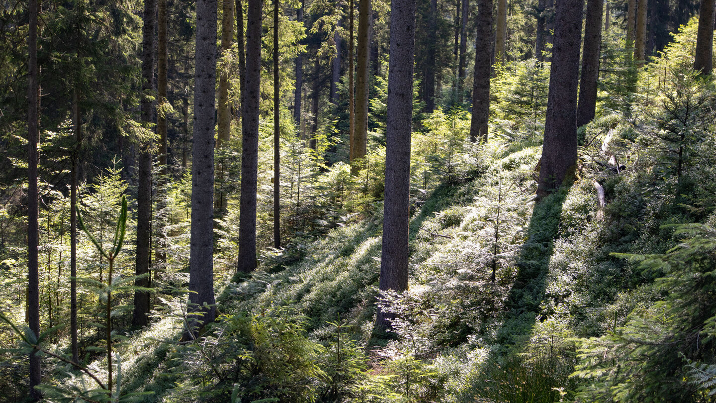 lichtdurchfluteter Wald entlang der Wanderung auf dem Seensteig