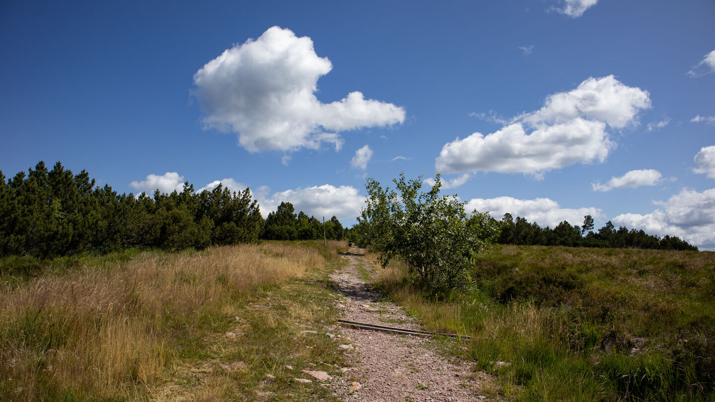 der Seensteig-Wanderweg auf dem Schliffkopf