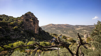weitläufige Olivenhaine rund um Zuheros