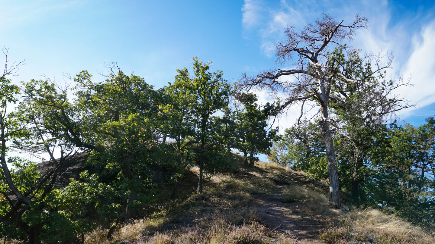 alte Eichen stehen entlang des Anstiegs zum Wartburgblick