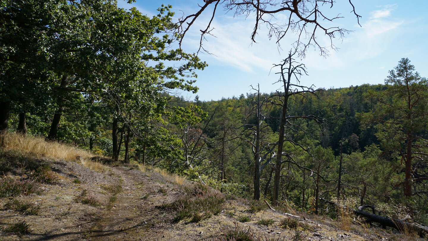 ein aussichtsreicher Waldpfad