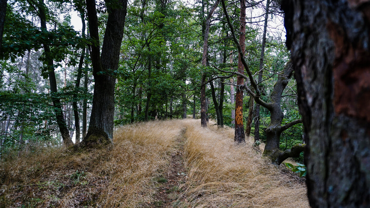 Wanderpfad hinauf zur Sängerwiese