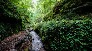 am Pfad entlang in der Landgrafenschlucht