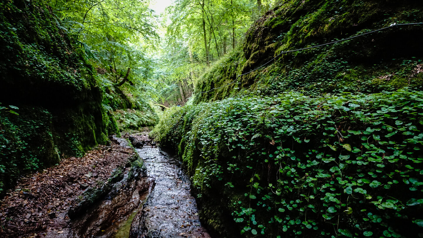 am Pfad entlang in der Landgrafenschlucht