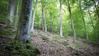 Laubwald bei Spirkelbach