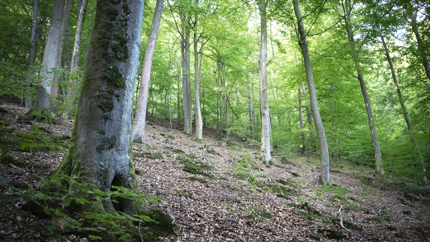 malerischer Laubwald bei Spirkelbach Laubwald bei Spirkelbach