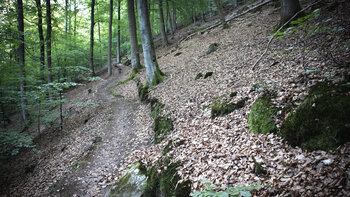 Wanderpfad im Pfälzerwald