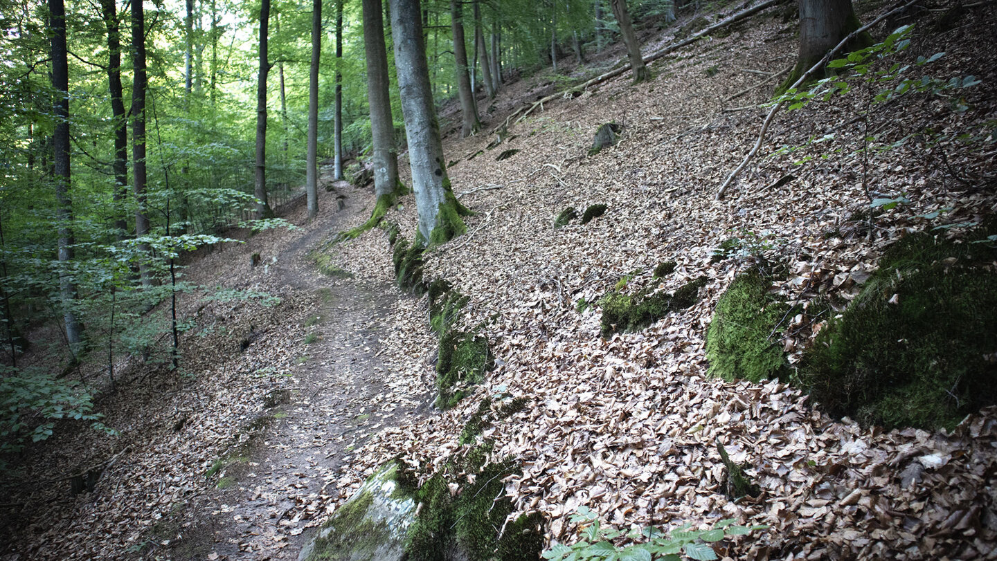 Wanderpfad im Pfälzerwald Wanderpfad im Pfälzerwald