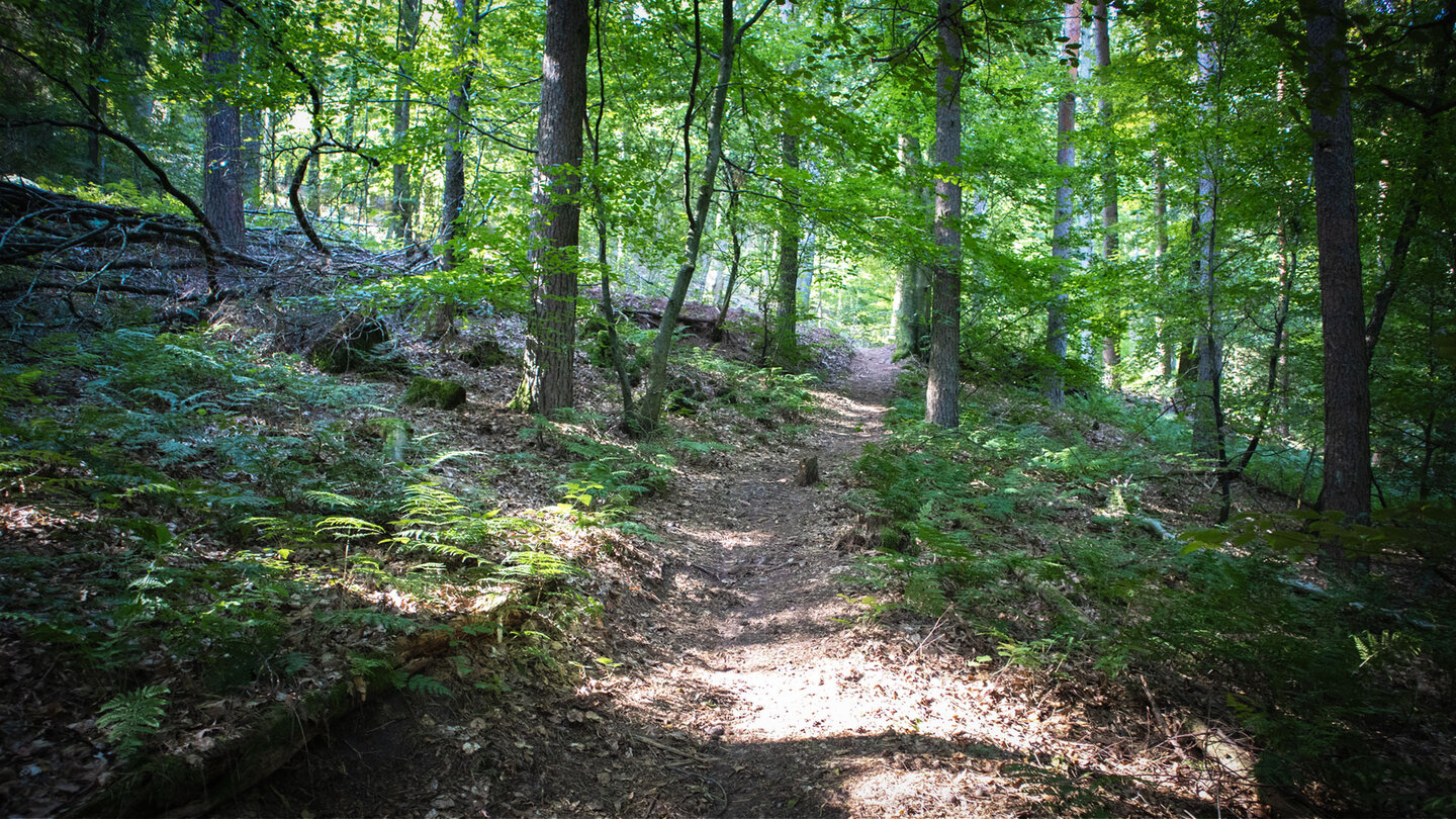 Waldwanderweg bei Spirkelbach Waldwanderweg bei Spirkelbach