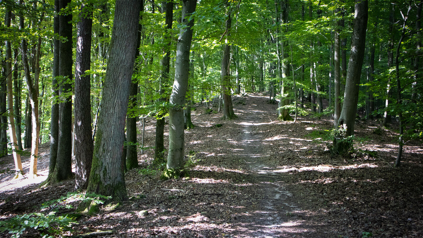 Kammwanderweg auf dem Höllenberg bei Spirkelbach Kammwanderweg auf dem Höllenberg bei Spirkelbach