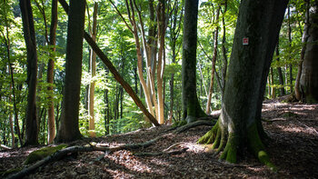 Waldwanderung bei Spirkelbach