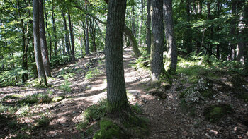 Kammwanderweg am Höllenberg