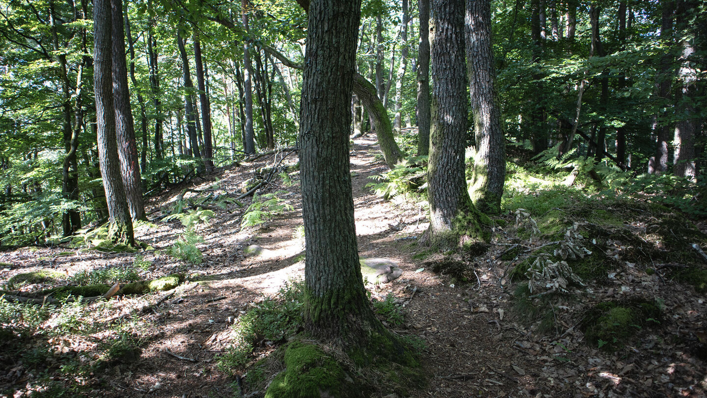 Kammwanderweg am Höllenberg Kammwanderweg am Höllenberg